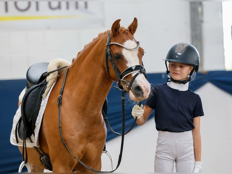 Deutsches Reitpony Wallach 9 Jahre 127 cm Fuchs in Marsberg