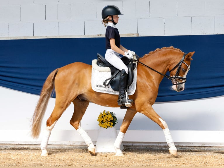 Deutsches Reitpony Wallach 9 Jahre 127 cm Fuchs in Marsberg