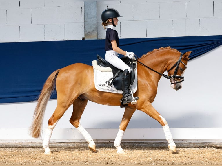 Deutsches Reitpony Wallach 9 Jahre 127 cm Fuchs in Marsberg