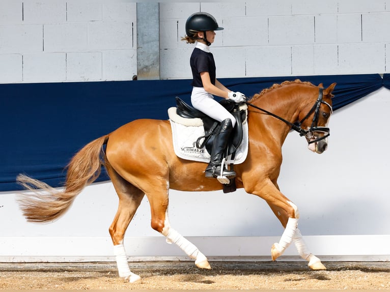 Deutsches Reitpony Wallach 9 Jahre 127 cm Fuchs in Marsberg