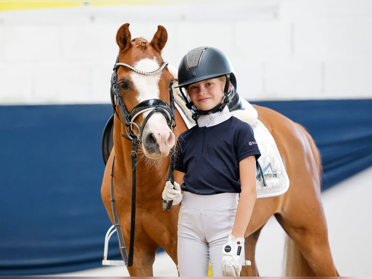Deutsches Reitpony Wallach 9 Jahre 127 cm Fuchs in Marsberg