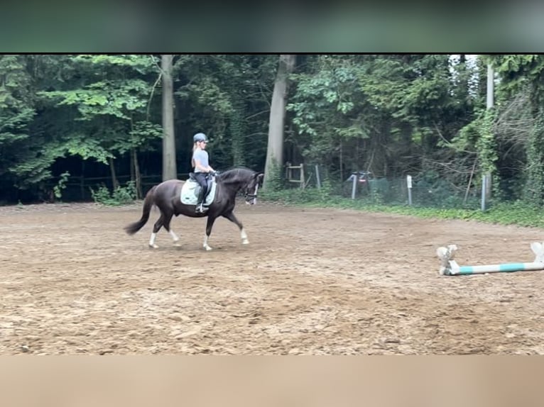 Deutsches Reitpony Wallach 9 Jahre 134 cm Dunkelfuchs in Gro&#xDF;hansdorf