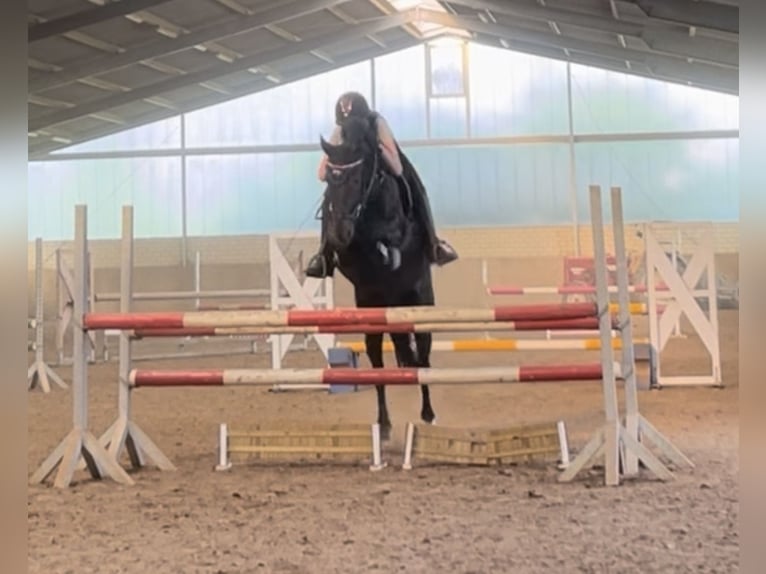 Deutsches Reitpony Mix Wallach 9 Jahre 135 cm Rappe in Bodenwerder