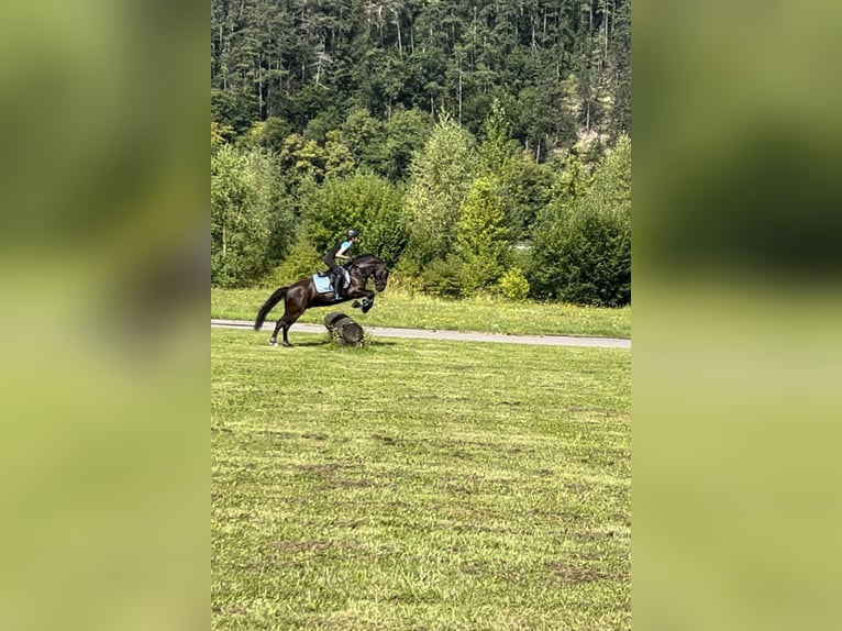 Deutsches Reitpony Mix Wallach 9 Jahre 135 cm Rappe in Bodenwerder