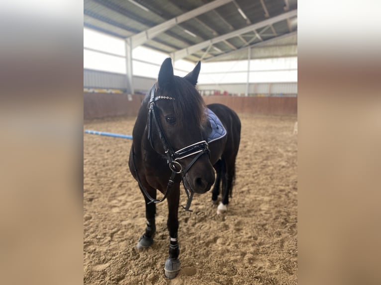 Deutsches Reitpony Mix Wallach 9 Jahre 135 cm Rappe in Bodenwerder
