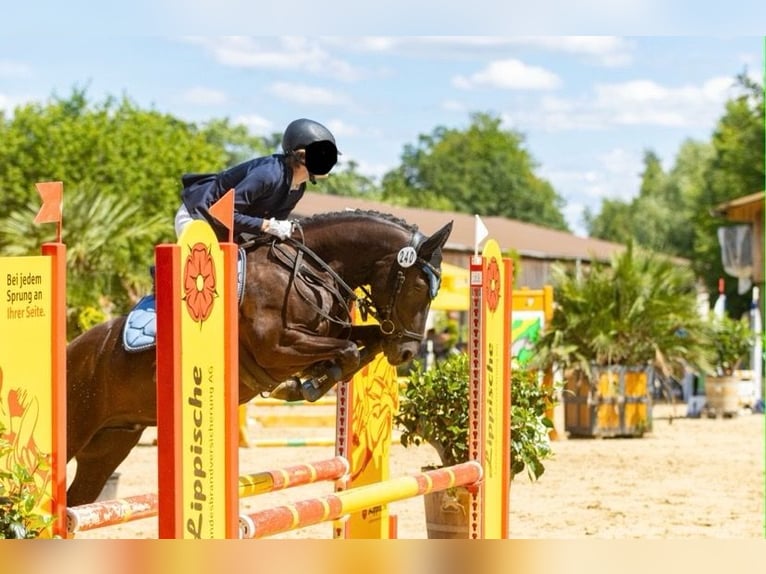 Deutsches Reitpony Mix Wallach 9 Jahre 135 cm Rappe in Bodenwerder