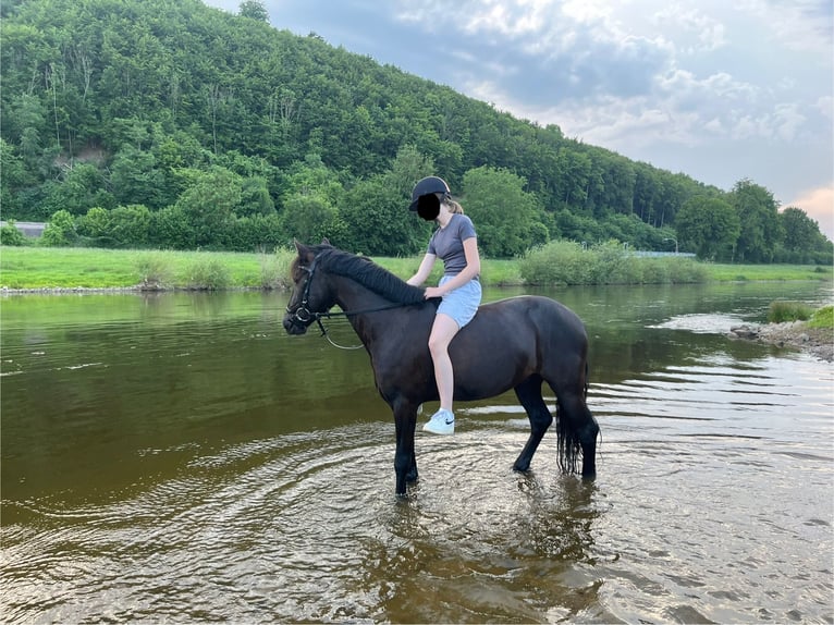 Deutsches Reitpony Mix Wallach 9 Jahre 135 cm Rappe in Bodenwerder