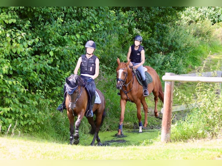 Deutsches Reitpony Mix Wallach 9 Jahre 135 cm Rappe in Emmerthal