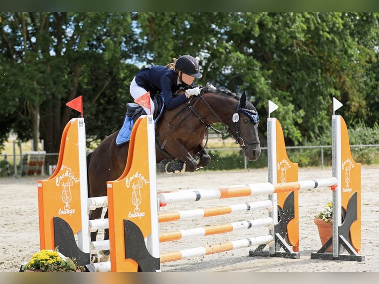 Deutsches Reitpony Mix Wallach 9 Jahre 135 cm Rappe in Emmerthal