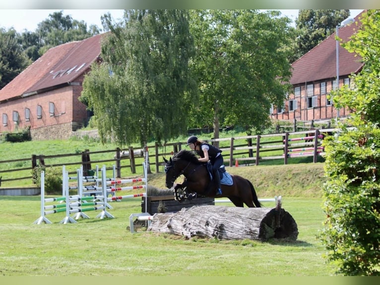 Deutsches Reitpony Mix Wallach 9 Jahre 135 cm Rappe in Emmerthal