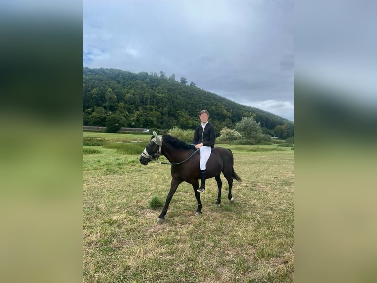 Deutsches Reitpony Mix Wallach 9 Jahre 135 cm Rappe in Emmerthal