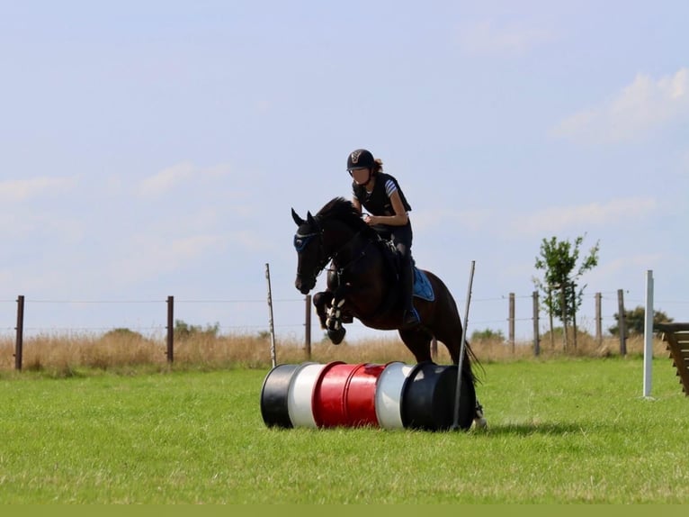 Deutsches Reitpony Mix Wallach 9 Jahre 135 cm Rappe in Emmerthal