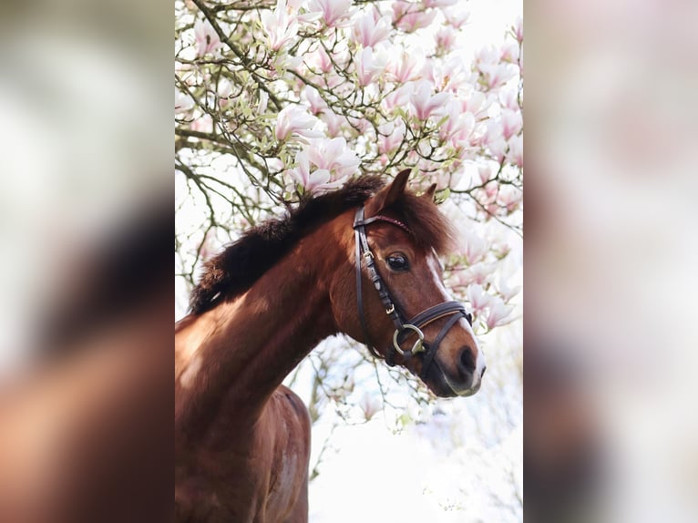 Deutsches Reitpony Wallach 9 Jahre 136 cm Dunkelfuchs in Gro&#xDF; BuchwaldBordesholm