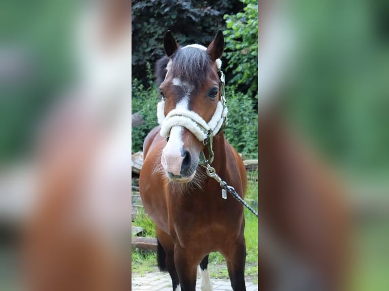 Deutsches Reitpony Mix Wallach 9 Jahre 137 cm Brauner in Salzbergen