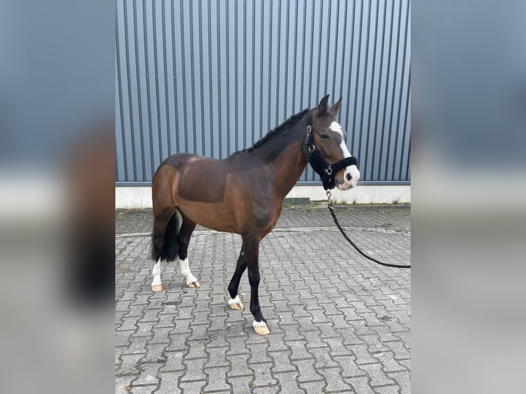 Deutsches Reitpony Mix Wallach 9 Jahre 137 cm Brauner in Salzbergen