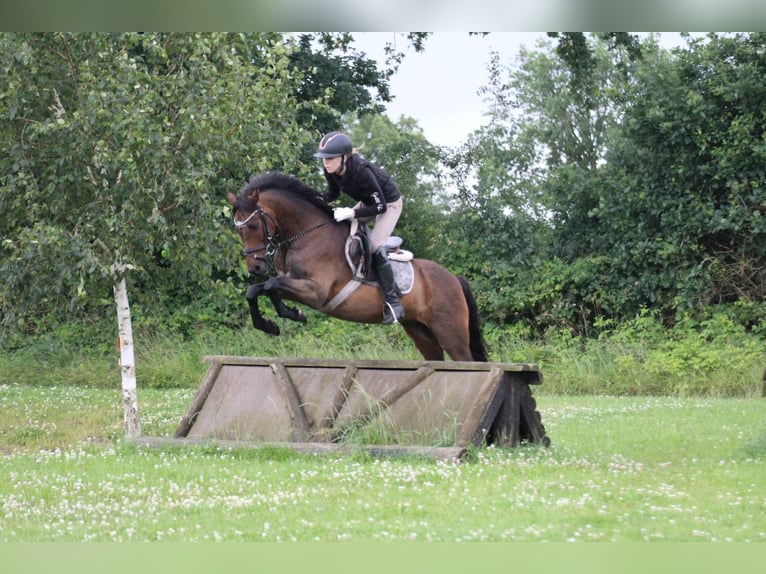 Deutsches Reitpony Wallach 9 Jahre 141 cm Brauner in Neum&#xFC;nster
