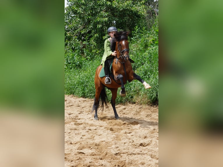 Deutsches Reitpony Mix Wallach 9 Jahre 141 cm Brauner in Colditz