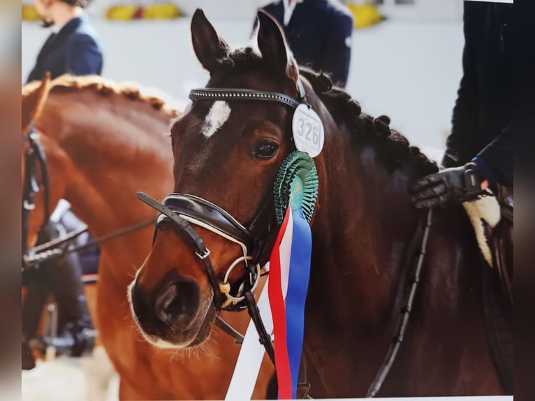 Deutsches Reitpony Wallach 9 Jahre 143 cm Dunkelbrauner in M&#xFC;nster