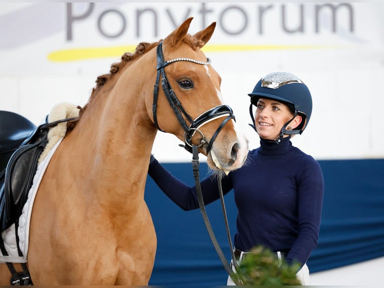 Deutsches Reitpony Wallach 9 Jahre 143 cm Fuchs in Marsberg