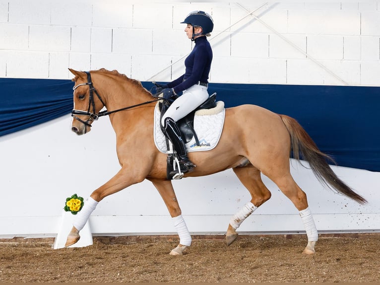 Deutsches Reitpony Wallach 9 Jahre 143 cm Fuchs in Marsberg