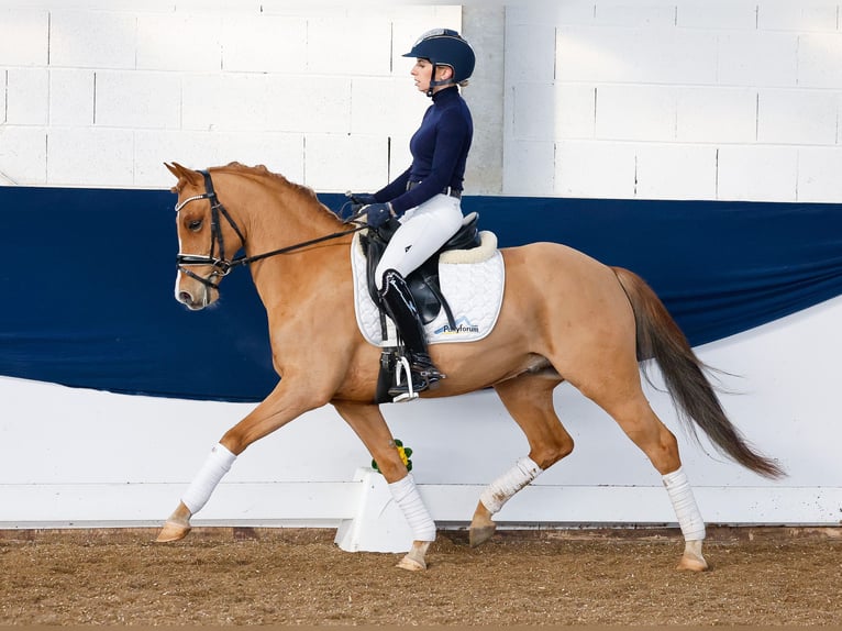 Deutsches Reitpony Wallach 9 Jahre 143 cm Fuchs in Marsberg