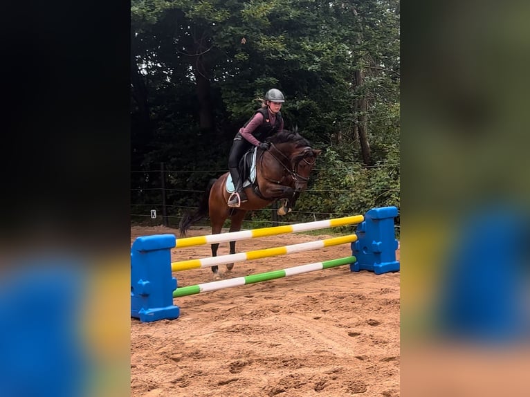 Deutsches Reitpony Wallach 9 Jahre 145 cm Brauner in Porta Westfalica