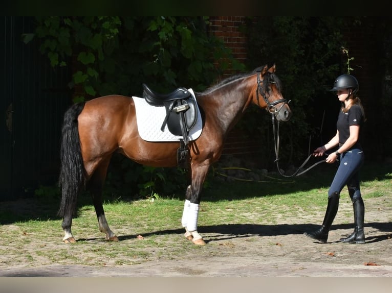 Deutsches Reitpony Wallach 9 Jahre 145 cm Brauner in Porta Westfalica