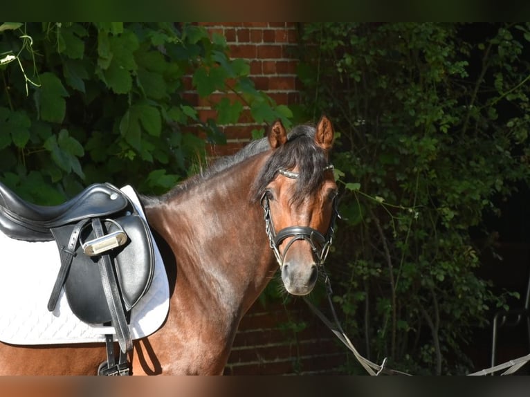 Deutsches Reitpony Wallach 9 Jahre 145 cm Brauner in Porta Westfalica