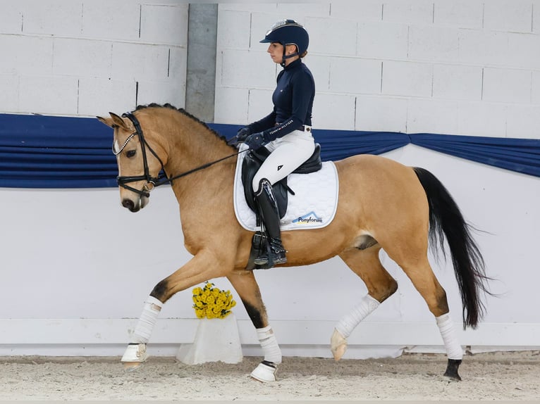 Deutsches Reitpony Wallach 9 Jahre 145 cm Falbe in Marsberg Deutsches Reitpony Wallach 9 Jahre 145 cm Falbe in Marsberg