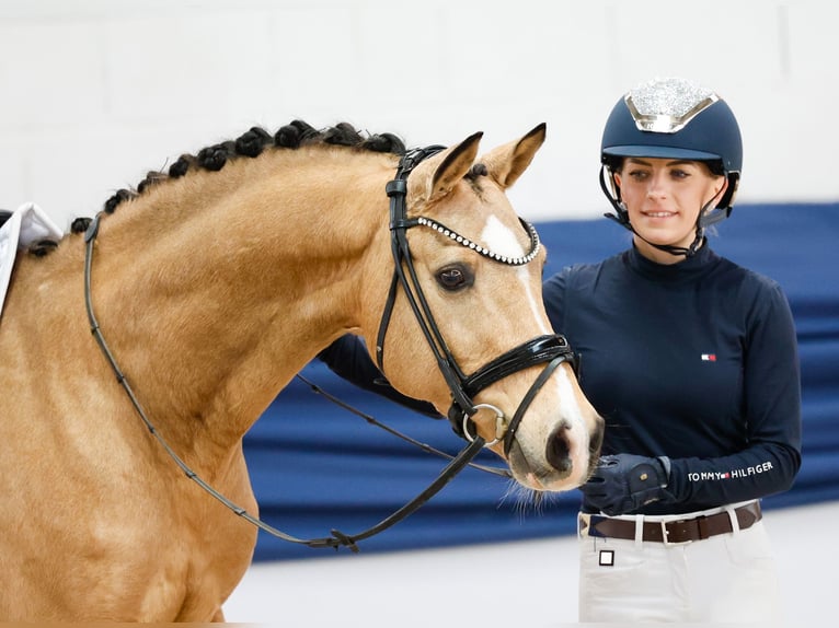 Deutsches Reitpony Wallach 9 Jahre 145 cm Falbe in Marsberg Deutsches Reitpony Wallach 9 Jahre 145 cm Falbe in Marsberg