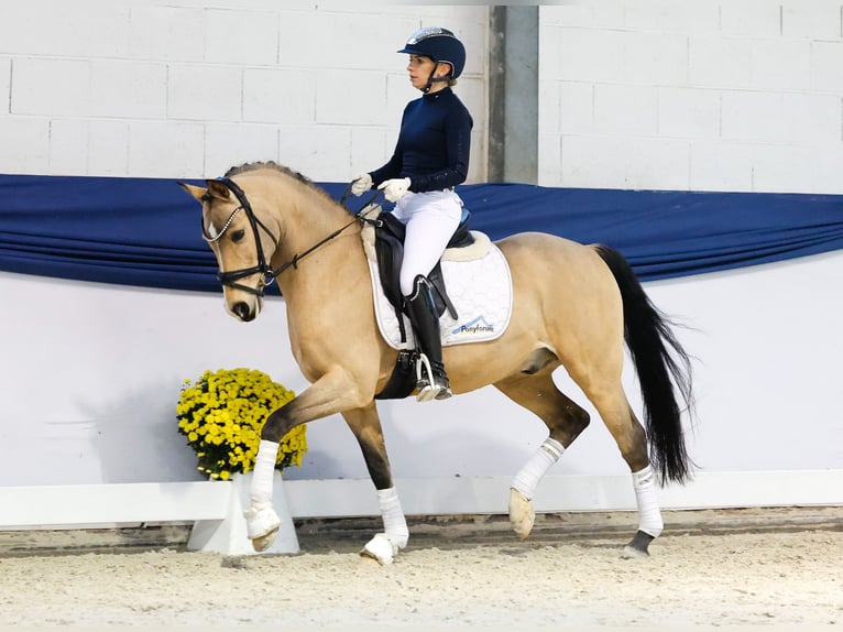 Deutsches Reitpony Wallach 9 Jahre 145 cm Falbe in Marsberg