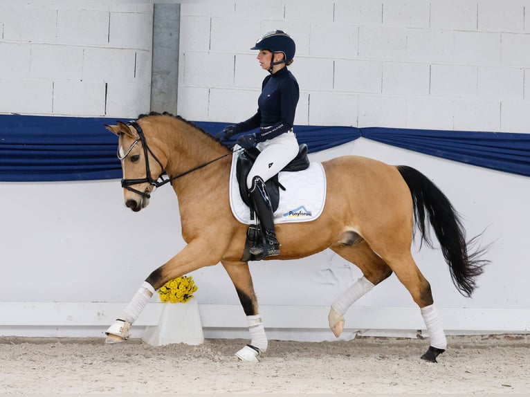 Deutsches Reitpony Wallach 9 Jahre 145 cm Falbe in Marsberg Deutsches Reitpony Wallach 9 Jahre 145 cm Falbe in Marsberg
