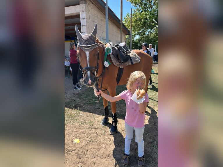 Deutsches Reitpony Wallach 9 Jahre 145 cm Fuchs in Darmstadt