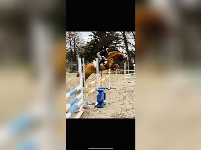 Deutsches Reitpony Wallach 9 Jahre 145 cm Fuchs in Darmstadt