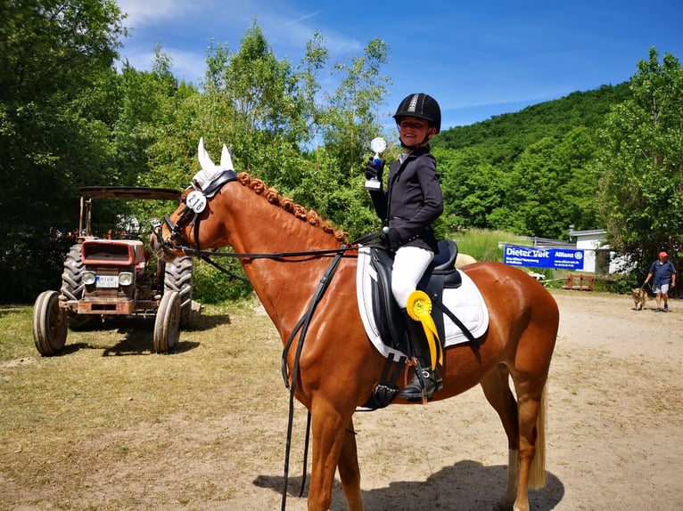Deutsches Reitpony Wallach 9 Jahre 145 cm Fuchs in Darmstadt