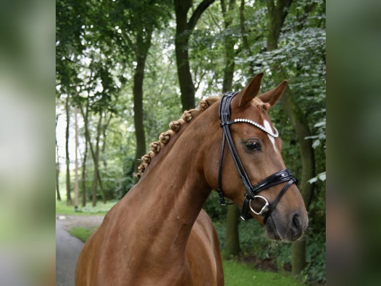 Deutsches Reitpony Wallach 9 Jahre 145 cm Fuchs in Recke, bei Osnabrück