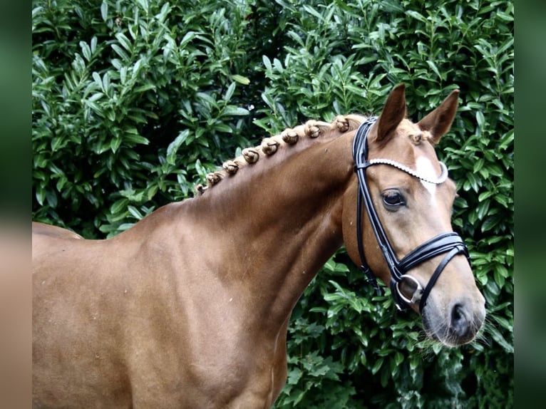 Deutsches Reitpony Wallach 9 Jahre 145 cm Fuchs in Recke, bei Osnabrück