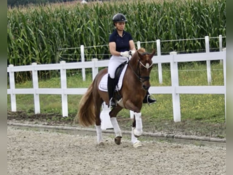 Deutsches Reitpony Wallach 9 Jahre 145 cm Fuchs in Recke, bei Osnabrück