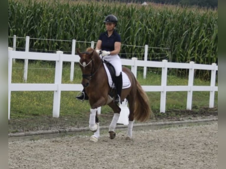 Deutsches Reitpony Wallach 9 Jahre 145 cm Fuchs in Recke, bei Osnabrück