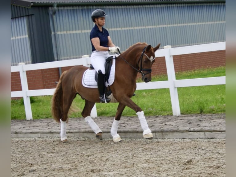 Deutsches Reitpony Wallach 9 Jahre 145 cm Fuchs in Recke, bei Osnabrück