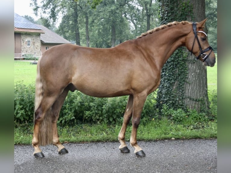 Deutsches Reitpony Wallach 9 Jahre 145 cm Fuchs in Recke, bei Osnabrück