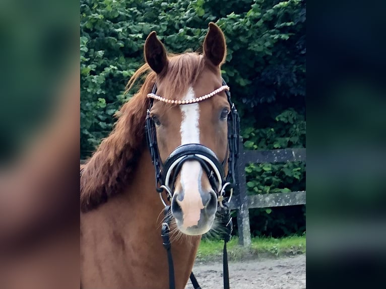 Deutsches Reitpony Wallach 9 Jahre 145 cm Fuchs in Bergisch Gladbach