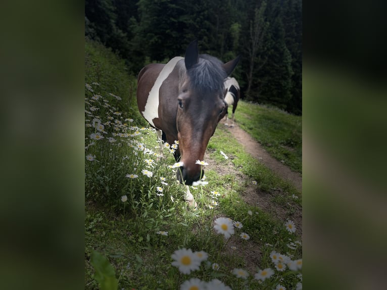 Deutsches Reitpony Wallach 9 Jahre 145 cm Schecke in Kindberg