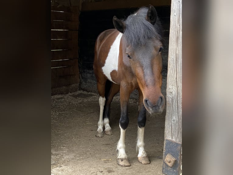 Deutsches Reitpony Wallach 9 Jahre 145 cm Schecke in Kindberg