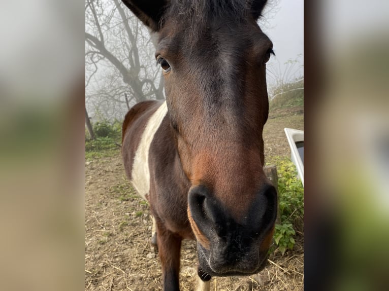 Deutsches Reitpony Wallach 9 Jahre 145 cm Schecke in Kindberg