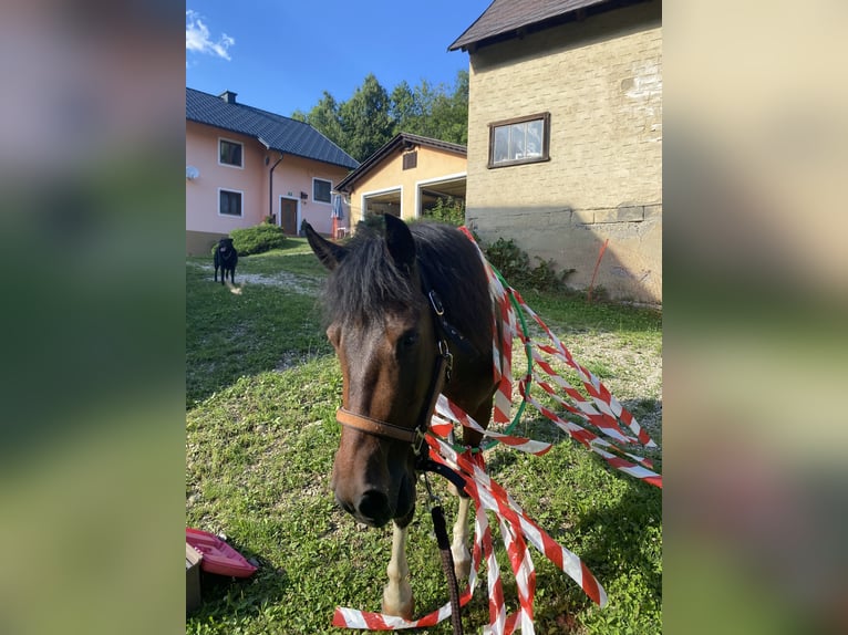 Deutsches Reitpony Wallach 9 Jahre 145 cm Schecke in Kindberg