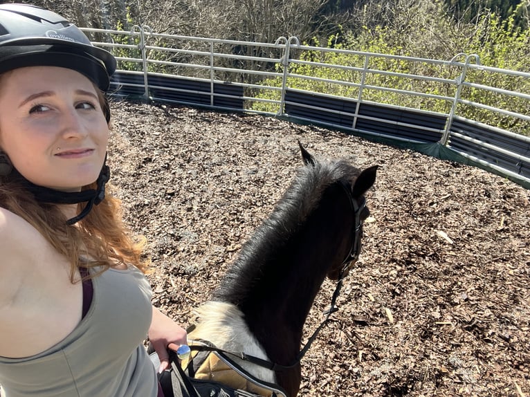 Deutsches Reitpony Wallach 9 Jahre 145 cm Schecke in Kindberg