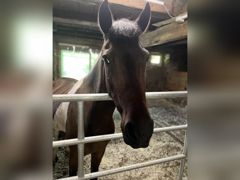 Deutsches Reitpony Wallach 9 Jahre 145 cm Schecke in Kindberg