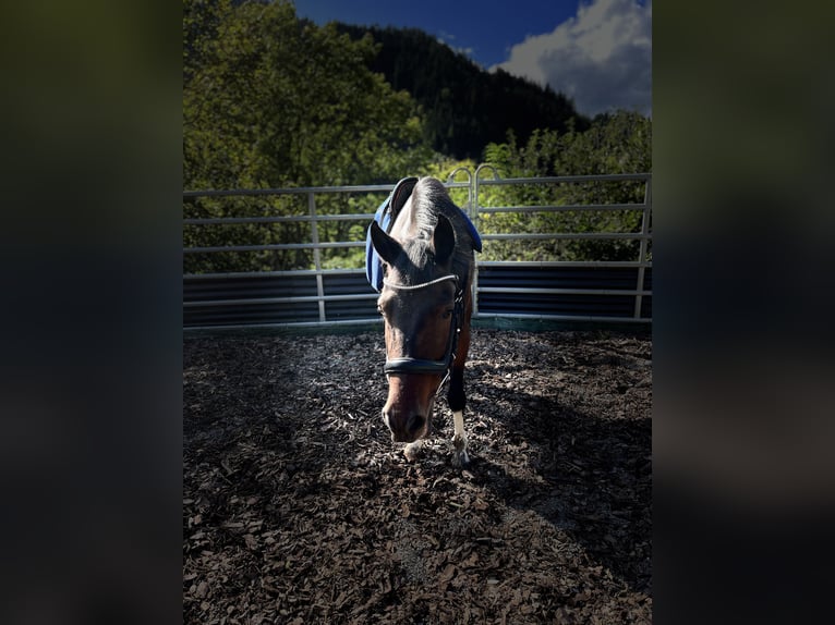 Deutsches Reitpony Wallach 9 Jahre 145 cm Schecke in Kindberg