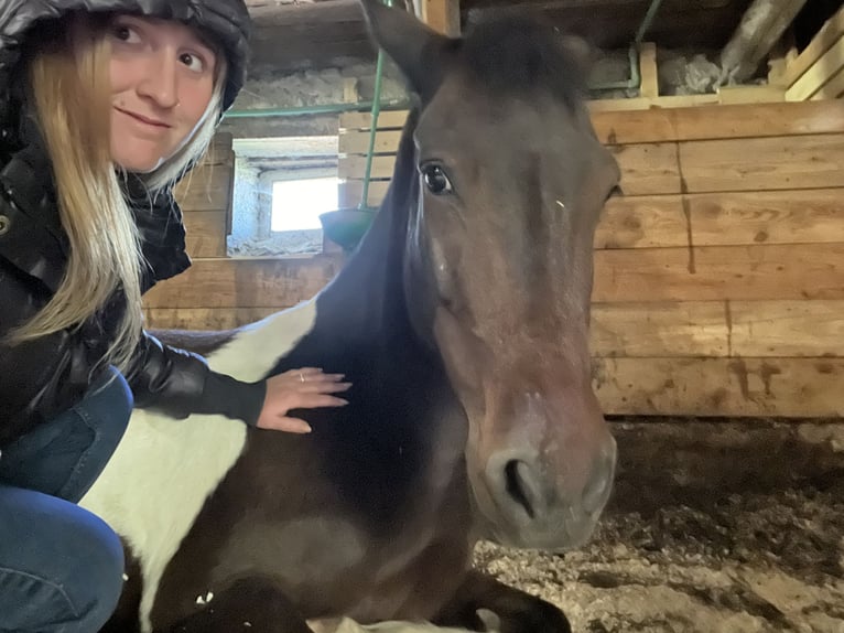 Deutsches Reitpony Wallach 9 Jahre 145 cm Schecke in Kindberg